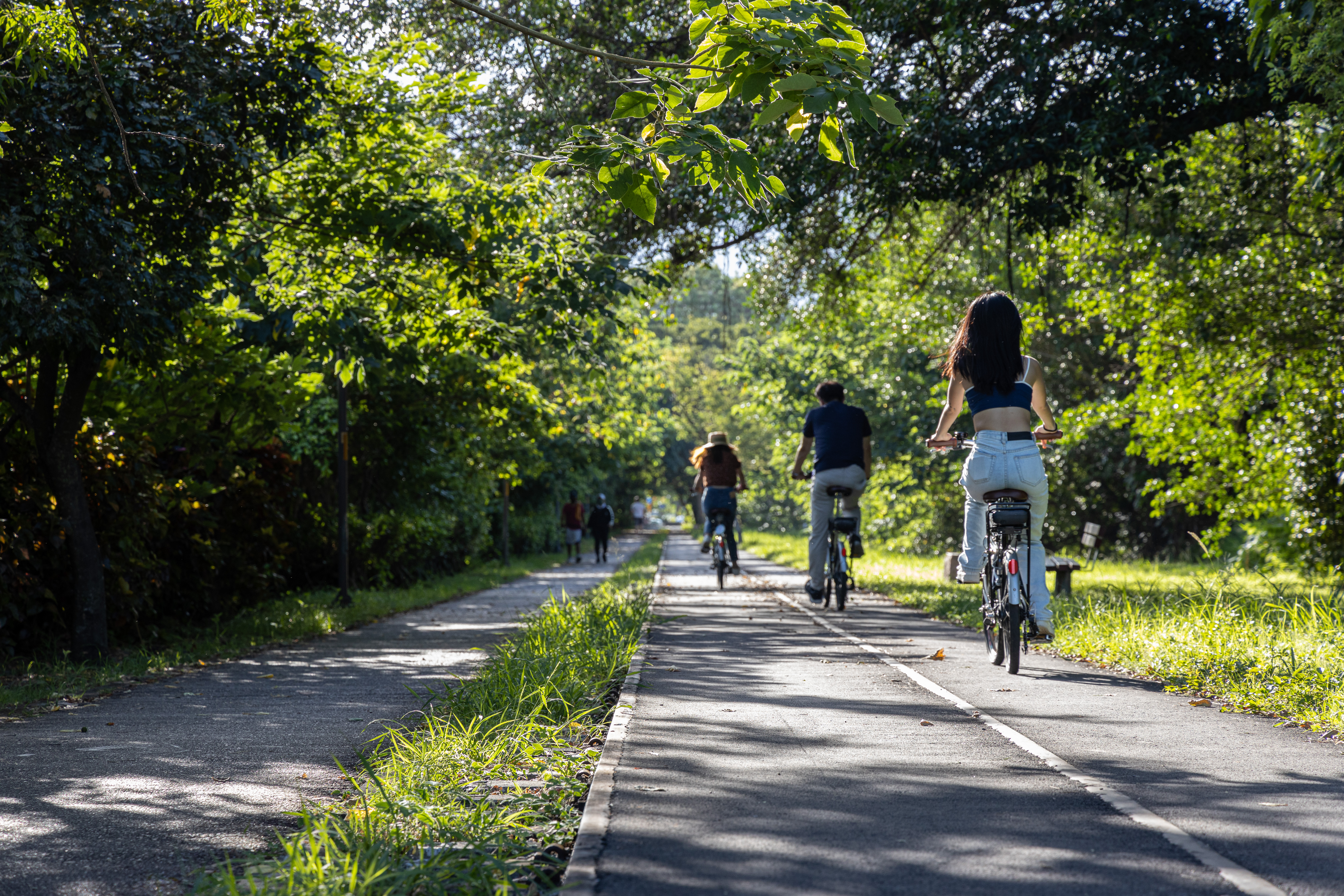 舊鐵道路線的台東糖廠路段，兩旁綠葉成蔭，騎乘單車舒適宜人。