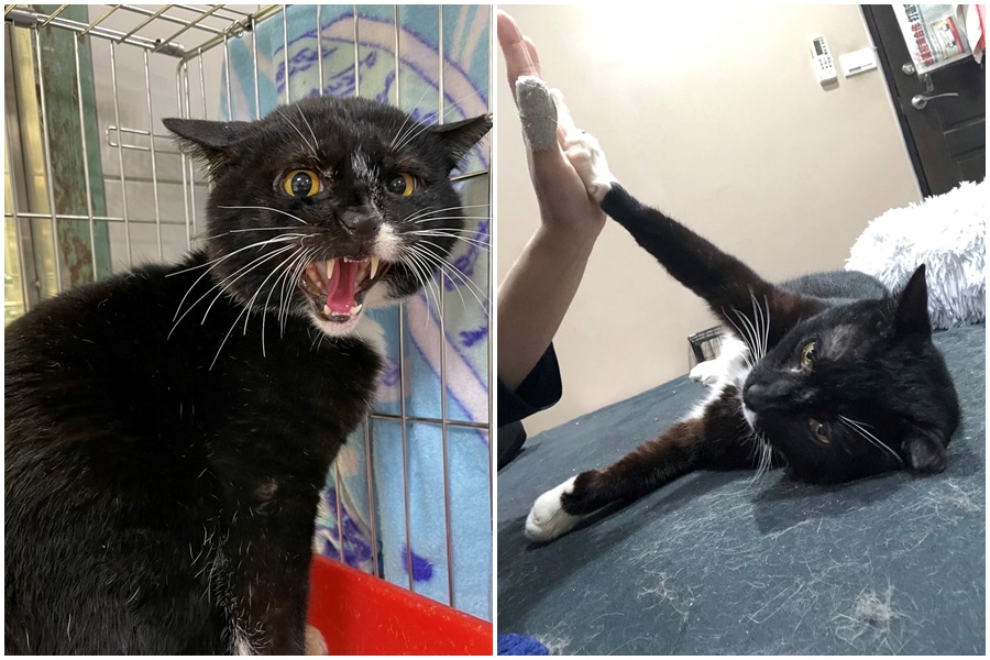 周倉剛收容時模樣凶悍（左圖），後來與飼主已經可以自在玩耍互動（右圖）。（新北動保處提供）