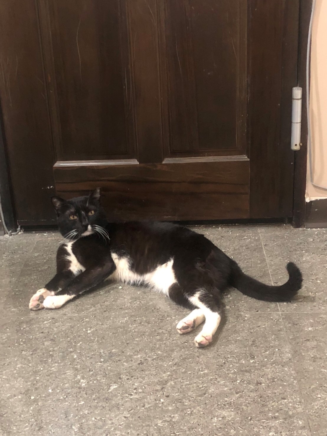 周倉在門口等飼主下班回家，非常忠心。（新北動保處提供）
