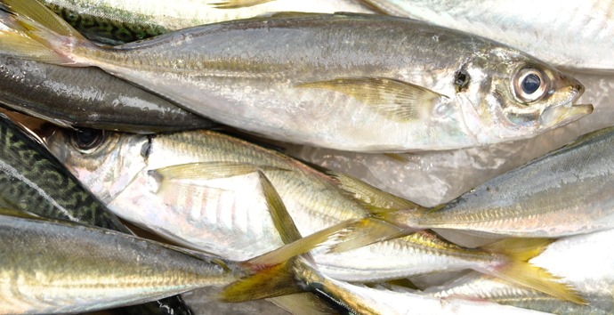 中國喊關總署今指出，在台灣輸入的竹筴魚包裝上驗出新冠病毒。（翻攝台灣海鮮選擇指南）