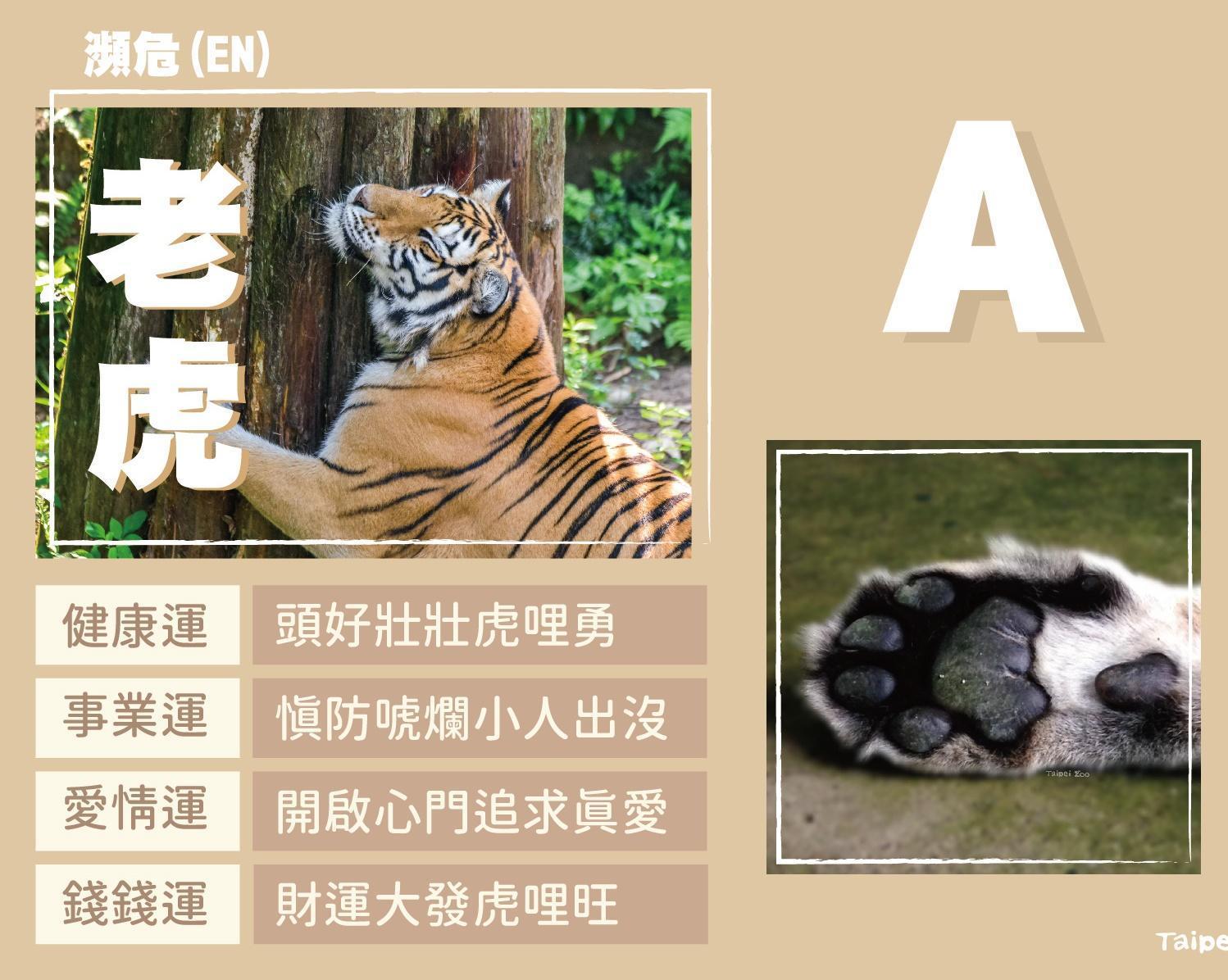 A選項為老虎。(翻攝台北市立動物園臉書)