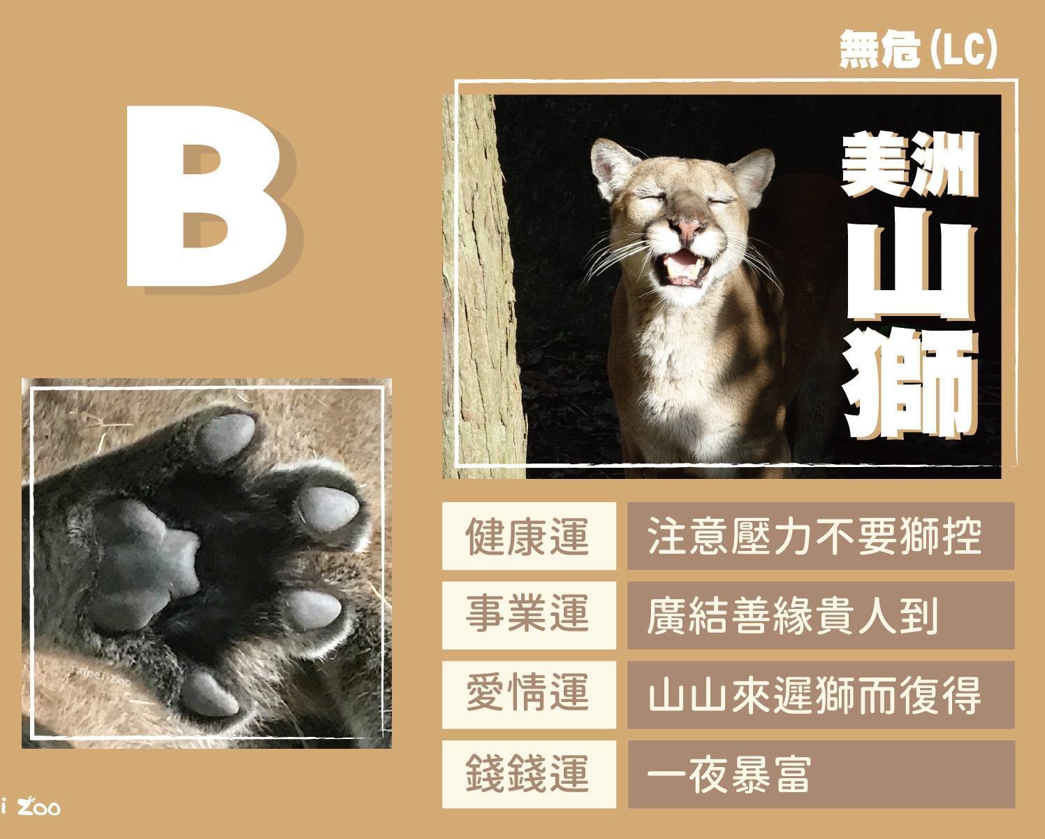 B選項為美洲山獅。(翻攝台北市立動物園臉書)
