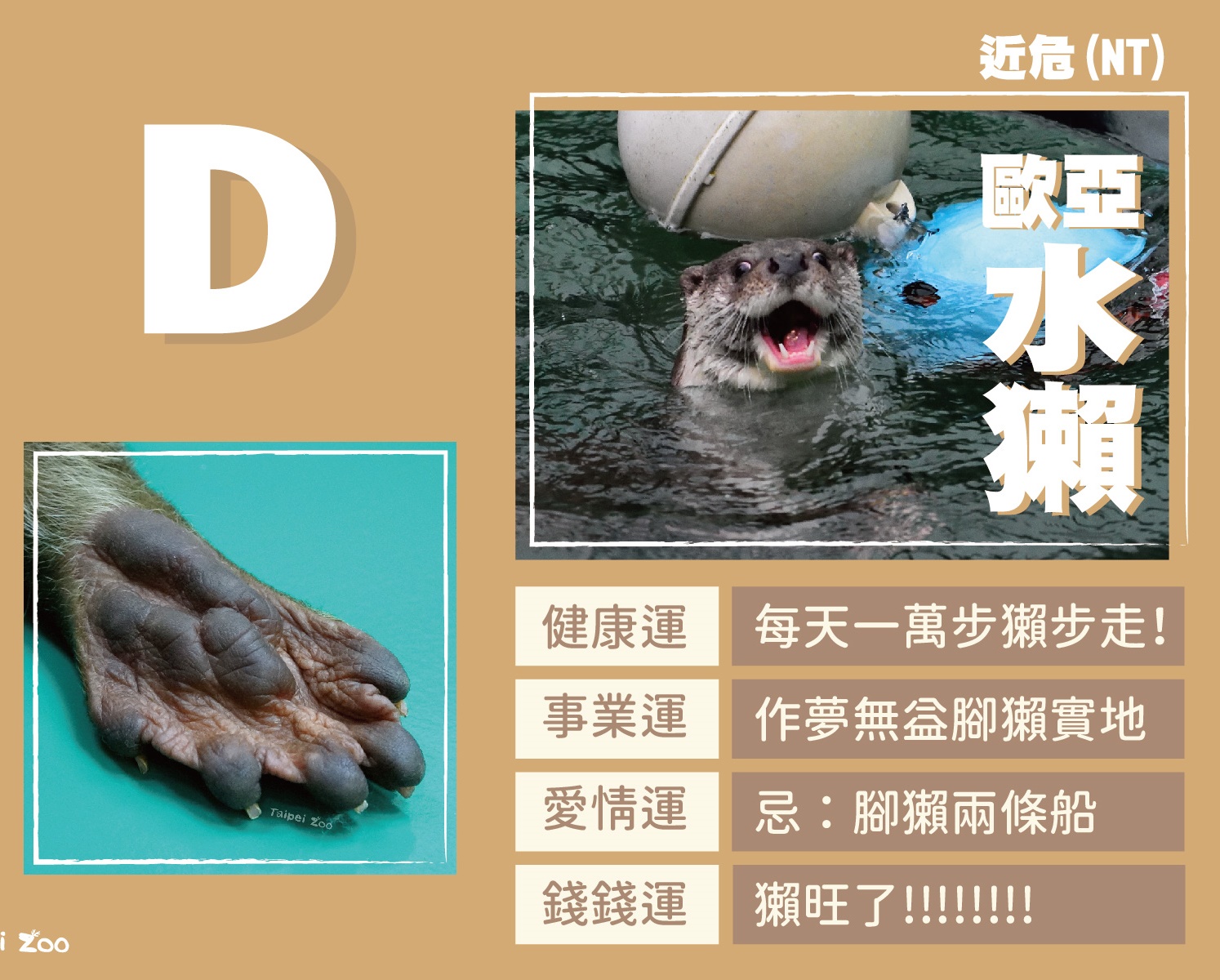 D選項為歐亞水獺。（翻攝台北市立動物園臉書）