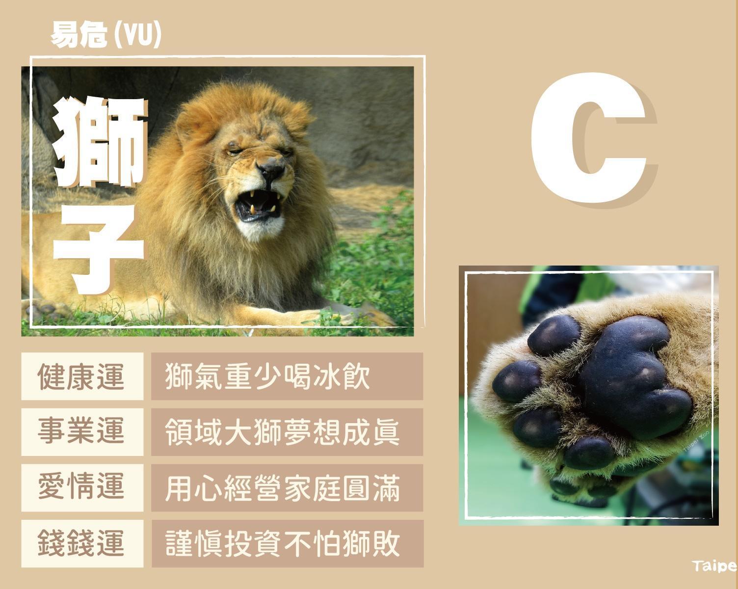 C選項為獅子。(翻攝台北市立動物園臉書)