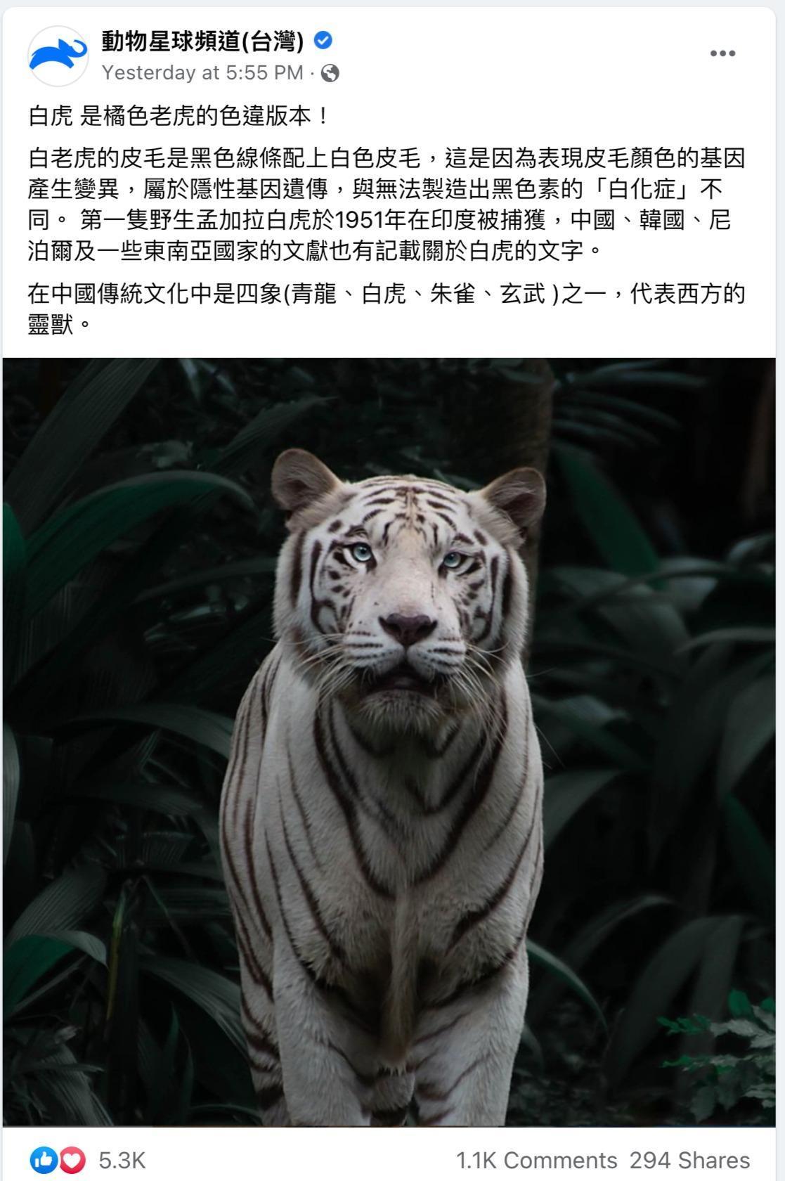 動物星球頻道粉專介紹「白虎」。(翻攝動物星球頻道臉書)
