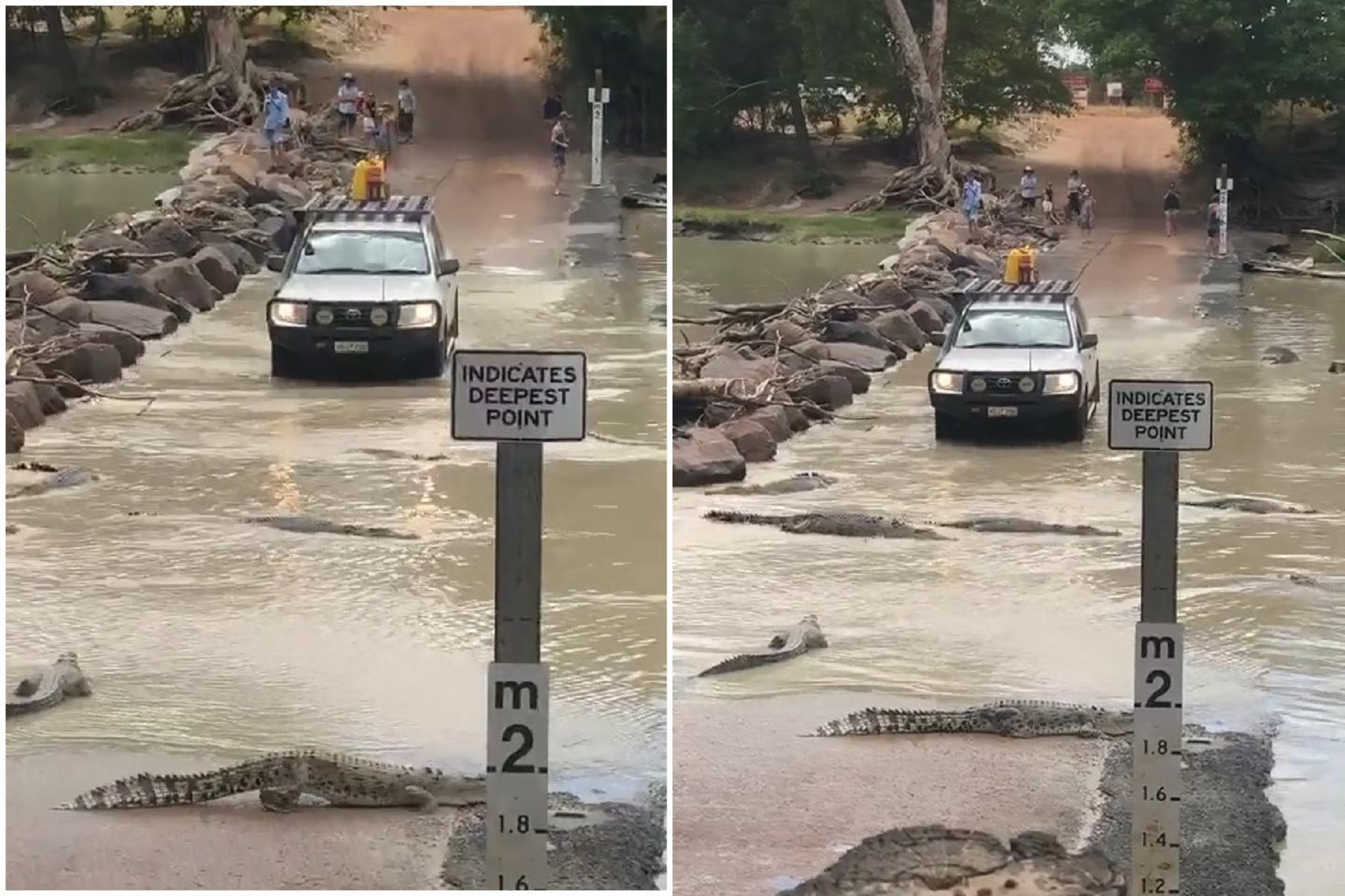 這120鱷魚比殭屍苦!人類挑戰「陰濕路」,牠們被休旅車壓身還要讓路。(翻自TikTok)