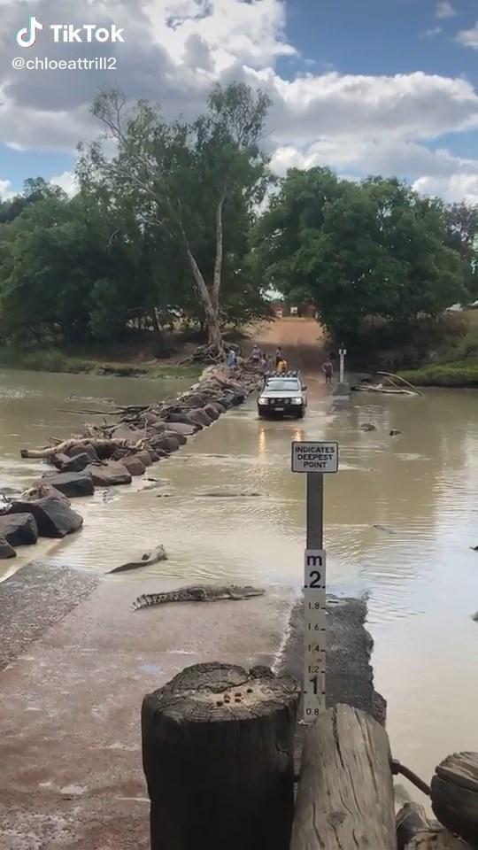 此處是著名的鱷魚棲息地。(翻自TikTok)