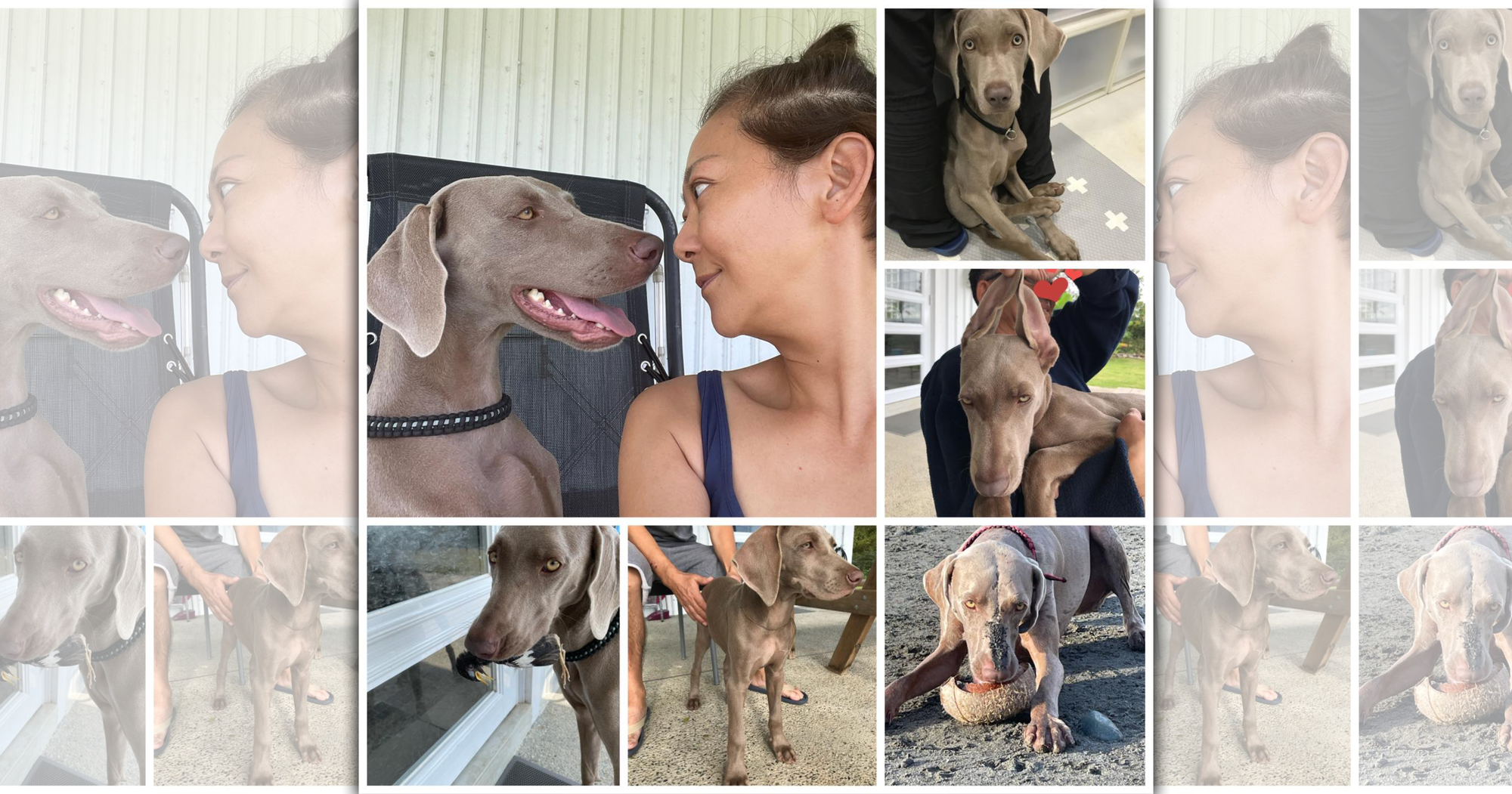 曹蘭在臉書透露愛犬PON離世,結束2歲10個月的生命。(曹蘭臉書)
