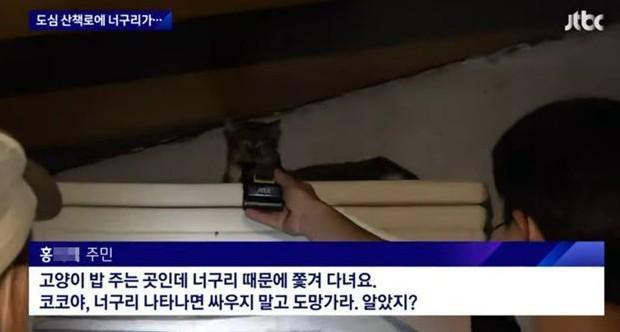 這記者太奇葩!讓貓受訪答「喵」、倒立人超吸睛,網友讚爆破百萬點閱。(翻自《JTBC》畫面)