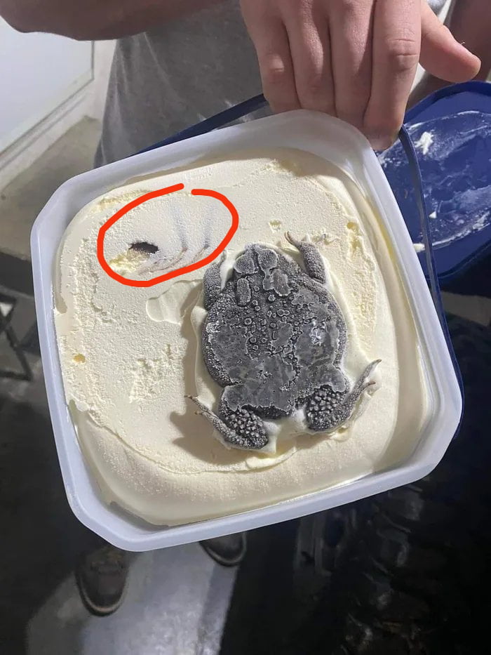 有網友推測,這隻蟾蜍很可能是為捕食左上方這隻蜘蛛,才會掉入冰淇淋中,慘遭凍死。(翻攝網路)
