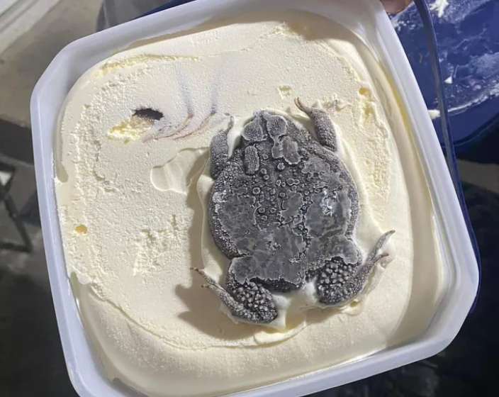 國外瘋傳一張「蟾蜍」口味的冰淇淋照。（翻攝自reddit）
