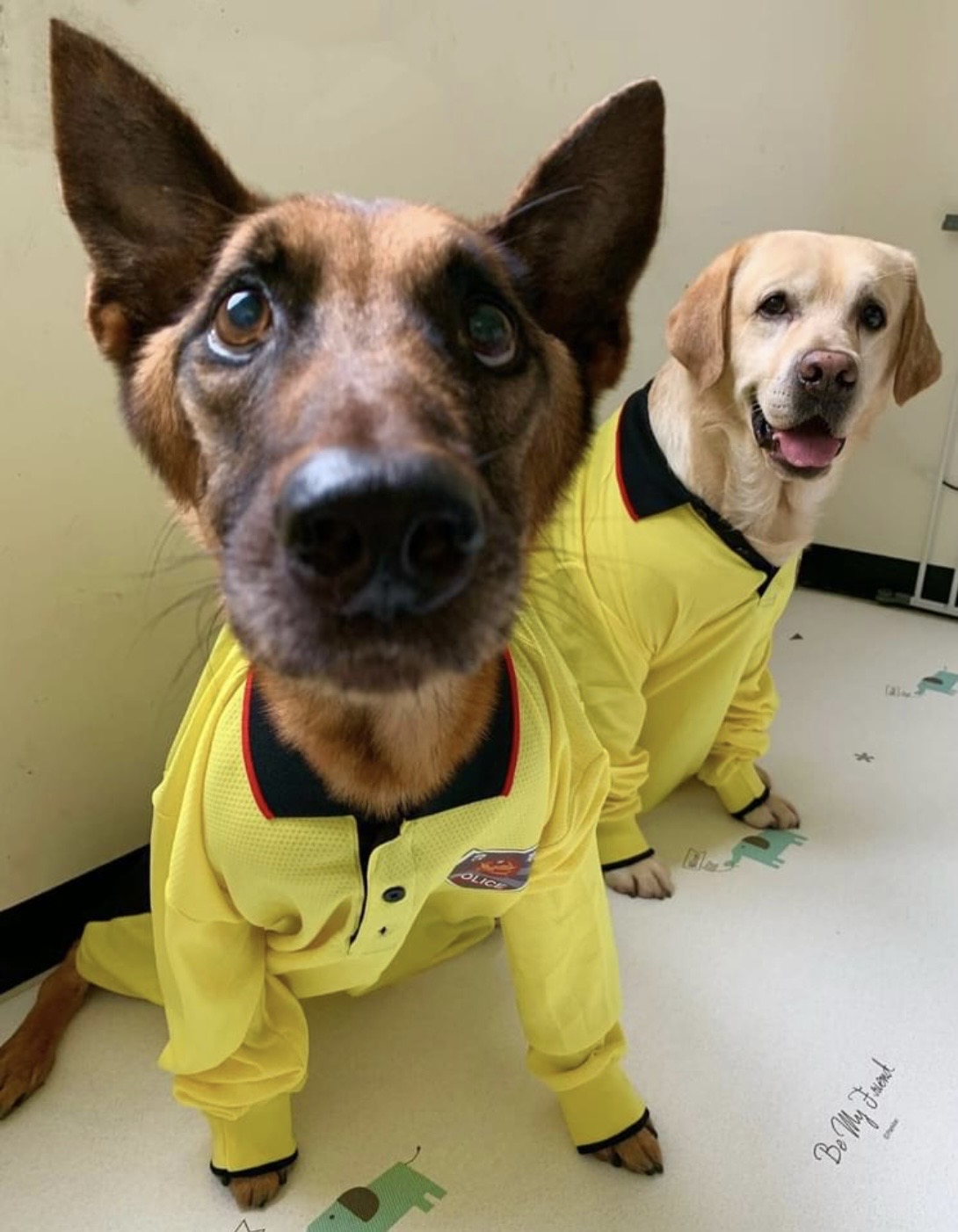 今年警察節粗骨與福星。（翻攝警犬福星臉書）