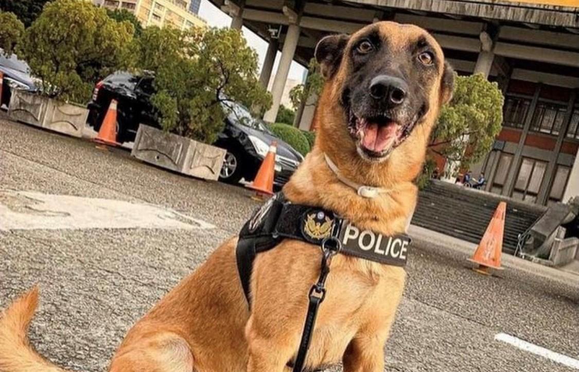 人氣警犬粗骨英挺坐姿。(翻攝警犬福星臉書)
