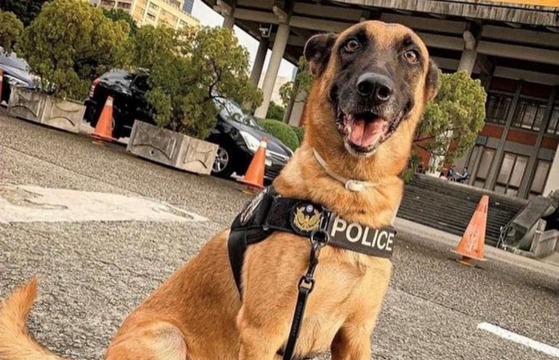 人氣警犬粗骨英挺坐姿。（翻攝警犬福星臉書）
