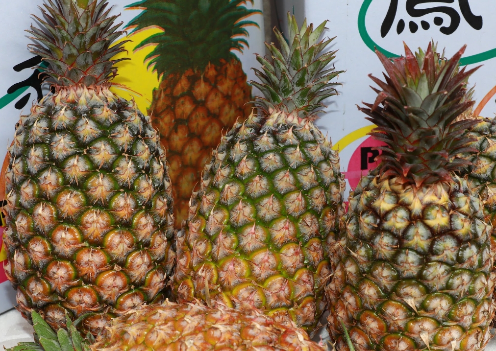 傳出台灣鳳梨送到日本出現發霉情況，農委會解釋原因。（示意圖，本刊資料照）