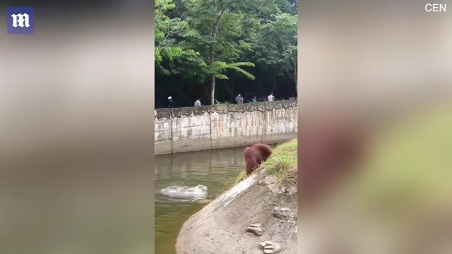 紅毛猩猩溺水,同伴在旁也看得著急。(翻自英國《每日郵報》)