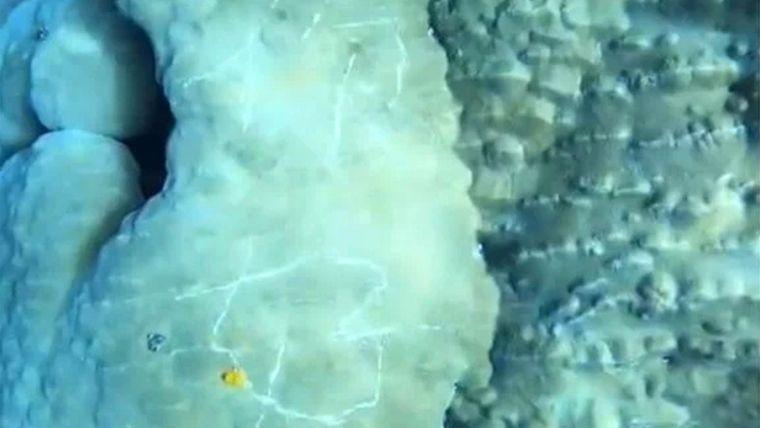 台東蘭嶼母雞岩浮潛區約200歲海底珊瑚礁,近日發現被遊客刻上「你好」兩字。(翻攝DCARD)