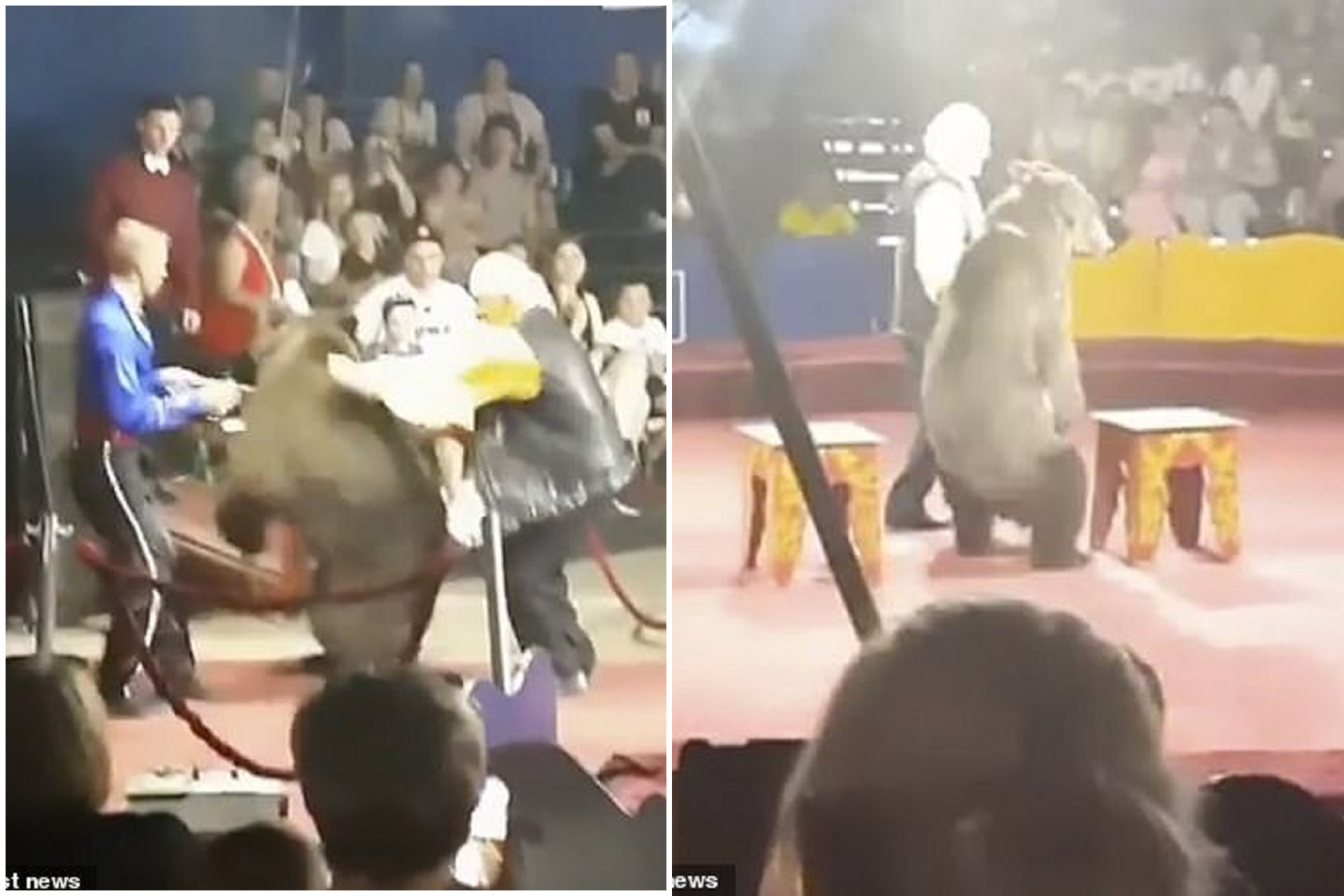 棕熊被逼當工讀生表演，台上突抓狂嚇壞觀眾！悲慘影片曝光。（翻自《每日郵報》）