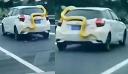 有中國網友拍下湖南某處高速公路上，一條巨蟒纏著自小客車的驚悚畫面。（翻攝微博）