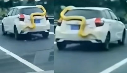 有中國網友拍下湖南某處高速公路上，一條巨蟒纏著自小客車的驚悚畫面。（翻攝微博）