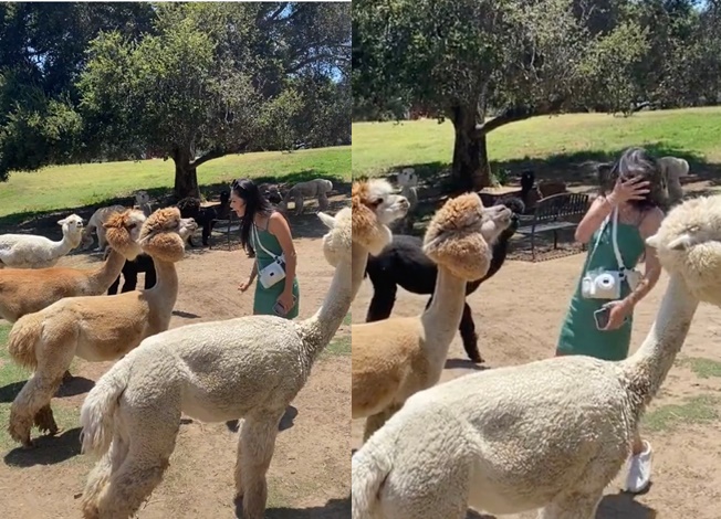 身穿綠色洋裝的正妹慘遭羊駝口水攻擊，「顏射片」吸引大批網友觀看。（翻攝TikTok@sooyeunyi）