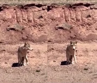 中國一名女子日前在青海省一處無人區想小便，沒想到卻遇到一匹狼。（翻攝大象新聞）