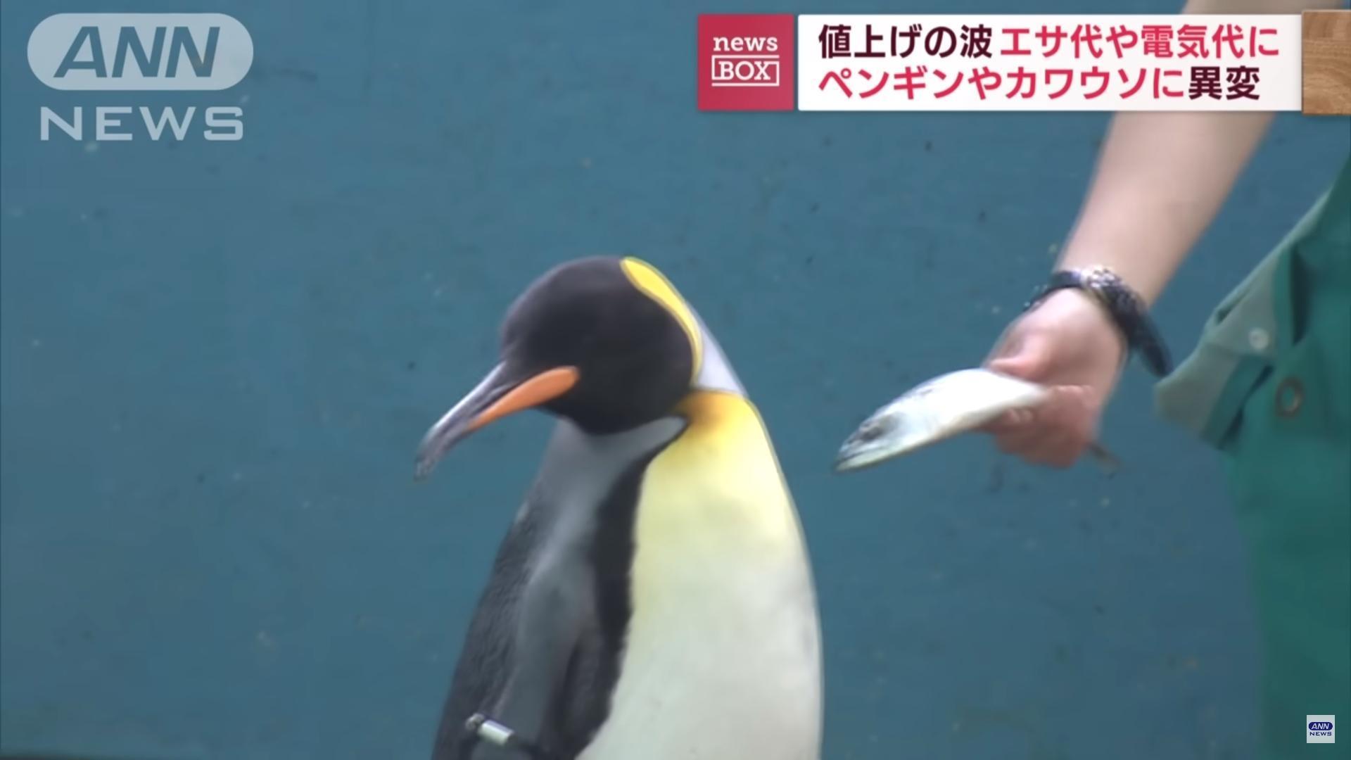 日本一間水族館不堪物價飛漲,把企鵝的食物換成較便宜的鯖魚,慘遭嫌棄拒食。(翻攝自ANNnewsCH YouTube)