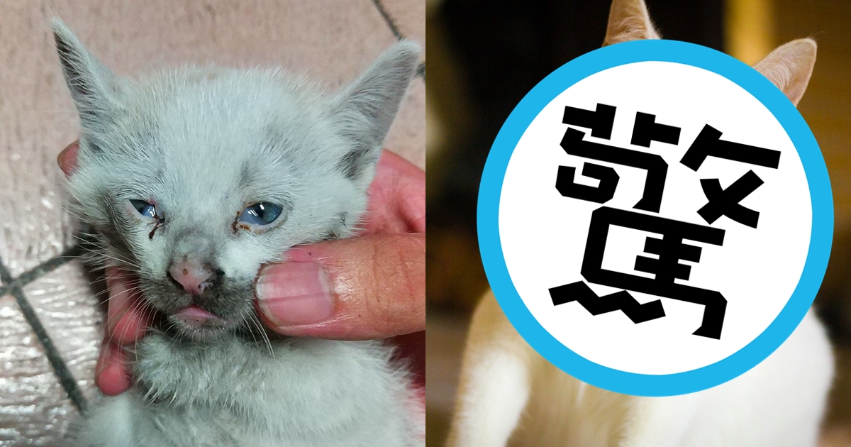 5年前一名鄉民在自家樓下撿到一隻瀕死小貓，在鄉民的悉心照顧下，如今已長成橘白美貓。（翻攝自小貓雞-瀕死浪貓救援臉書）