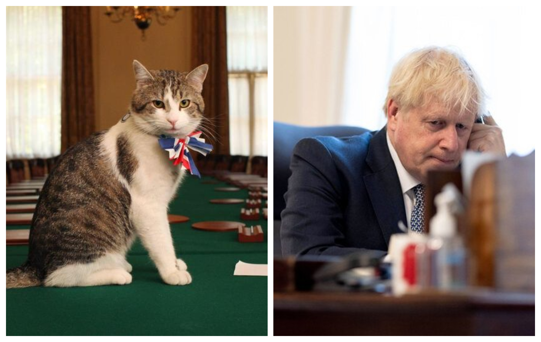 英國「首席捕鼠大臣」賴瑞（左圖）表示受夠強生（右圖）。（翻攝維基百科／Boris Johnson臉書）