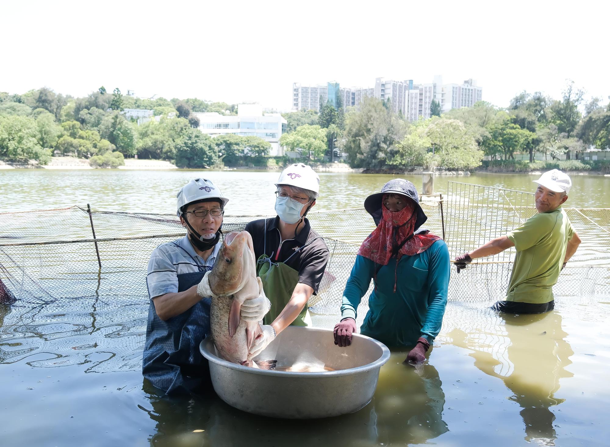清華總務長顏東勇(左1)捧著魚頭跟人頭一樣大的大頭鰱。(清華大學提供)