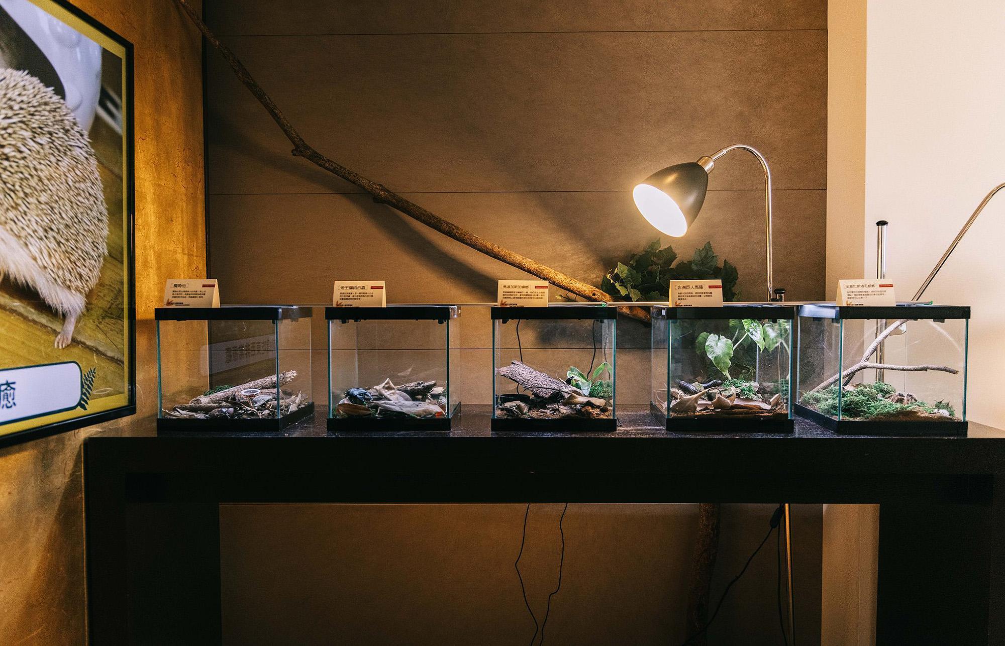 君悅把套房變成昆蟲恐龍博物館,許多展示動物都是經過蝌蚪老師悉心照料的被拋棄或受傷動物。(台北君悅飯店提供)