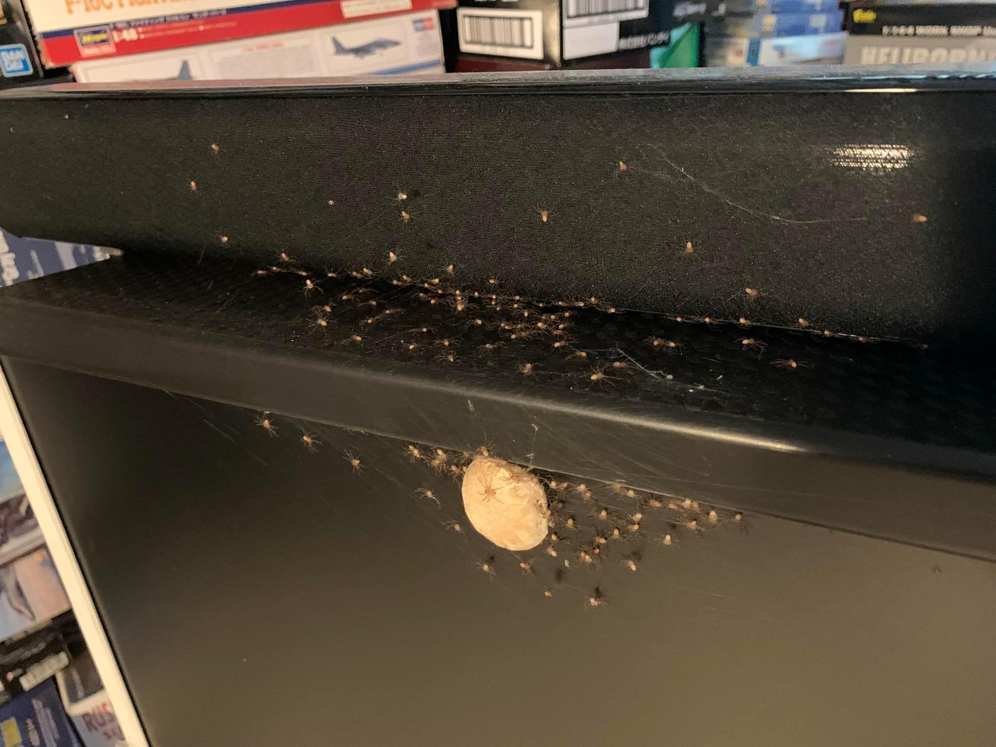 有網友發現自己的螢幕被「喇牙」白額高腳蛛下的蛋,甚至已孵出上百隻小蜘蛛。(翻攝自爆廢公社)
