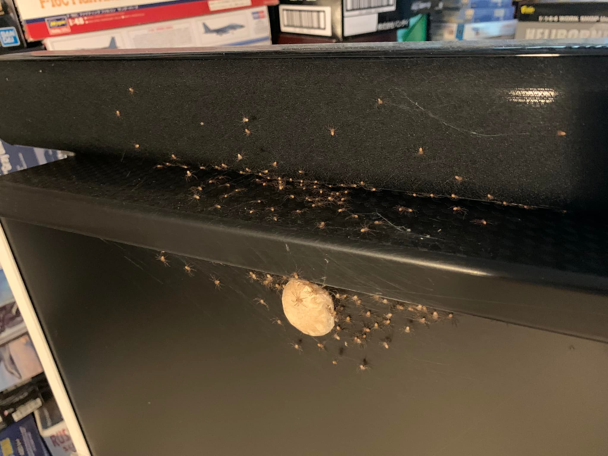 有網友發現自己的螢幕被「喇牙」白額高腳蛛下的蛋，甚至已孵出上百隻小蜘蛛。（翻攝自爆廢公社）