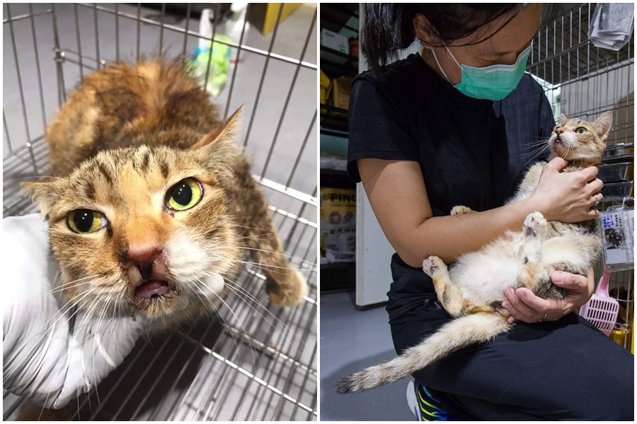 「七喜」被發現時蓬頭垢面，下巴還長了一顆腫瘤，經過幾個月的療養恢復，愛撒嬌的牠成為動物之家的小明星。（新北動保處提供）