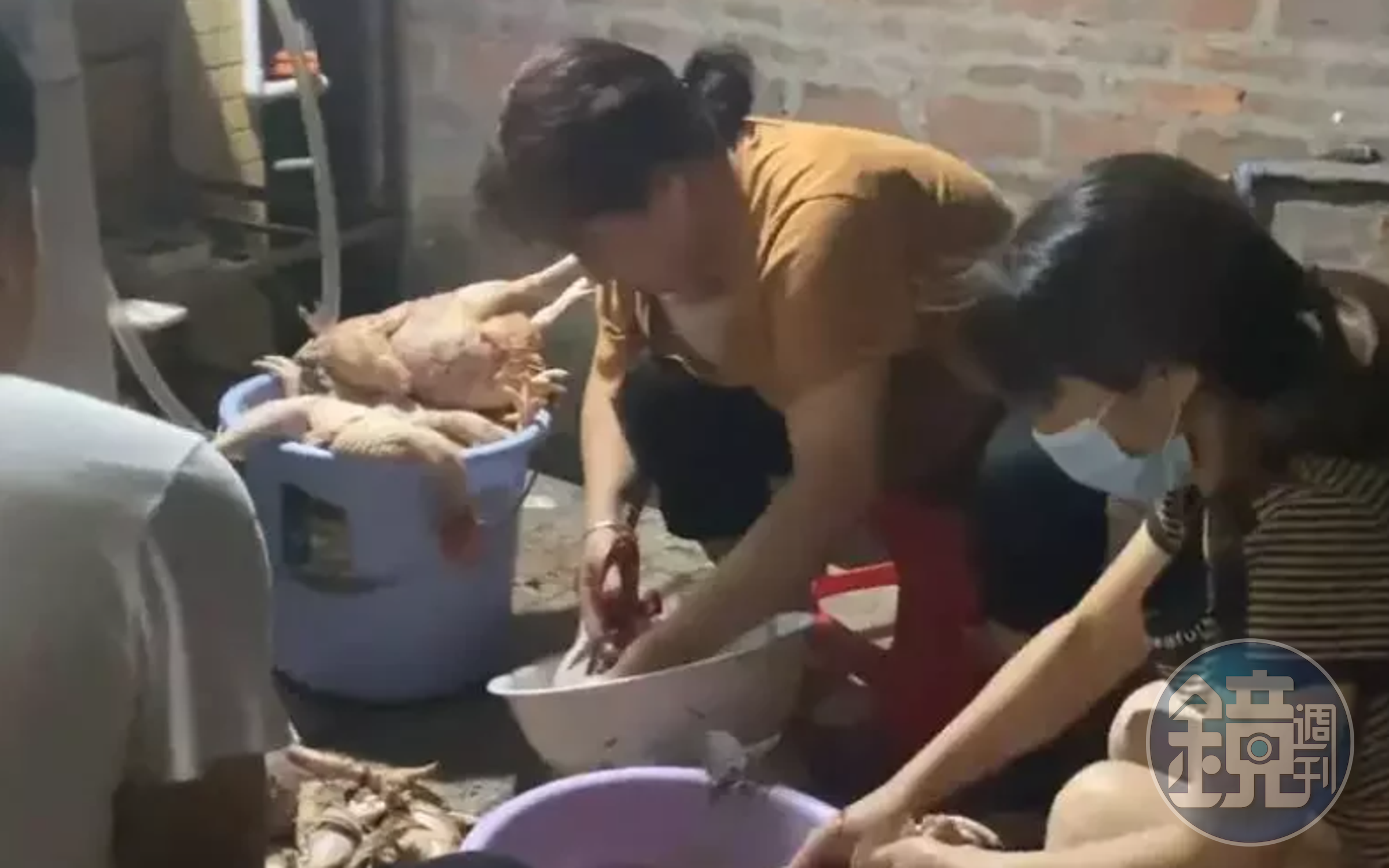女主人一家替哈士奇收拾殘局，將這些被咬死的雞處理完後，已忙到凌晨5點。（翻攝微博）