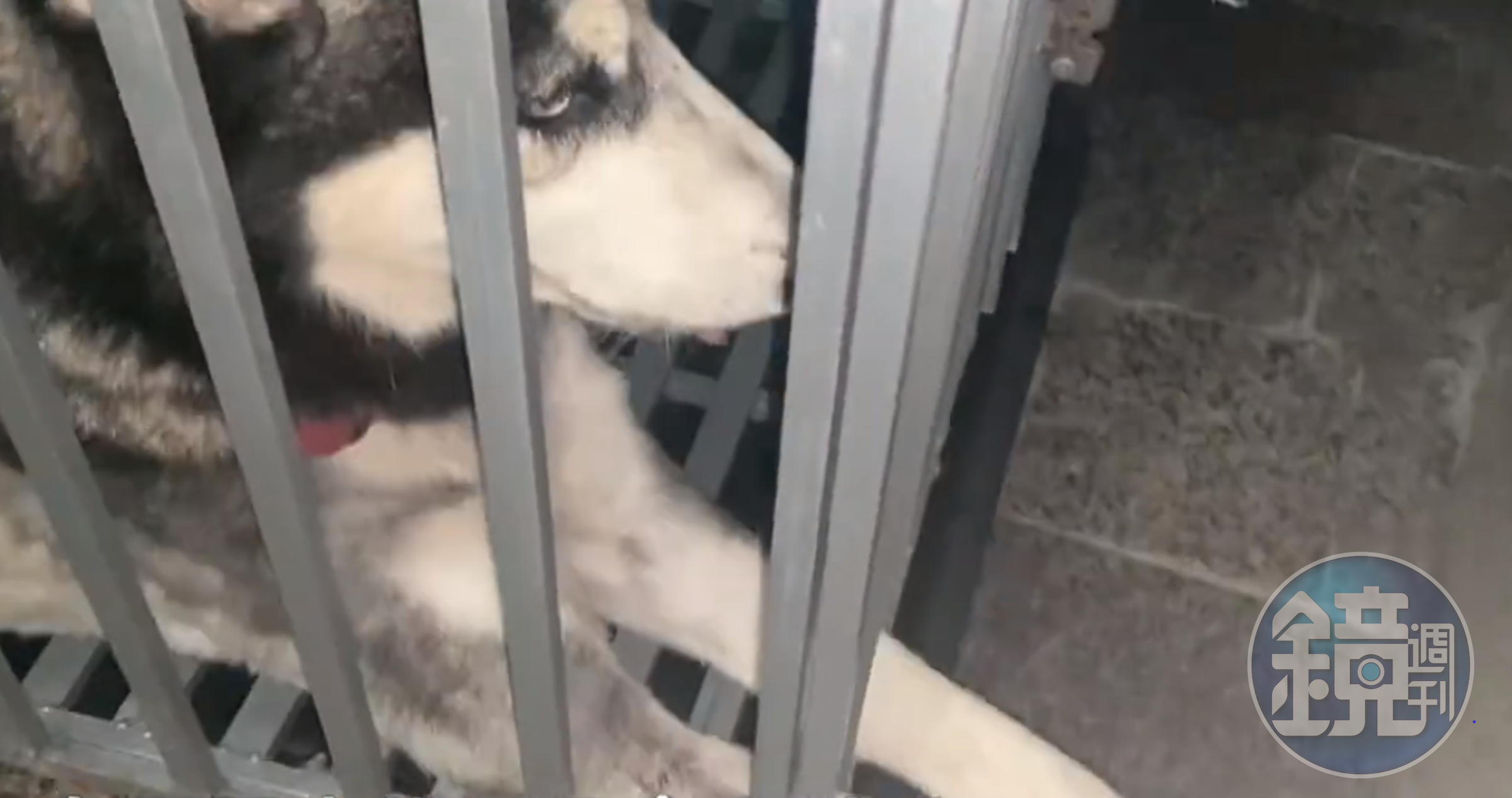 肇事的哈士奇待在籠子內，若無其事看著主人替牠收拾殘局。（翻攝微博）