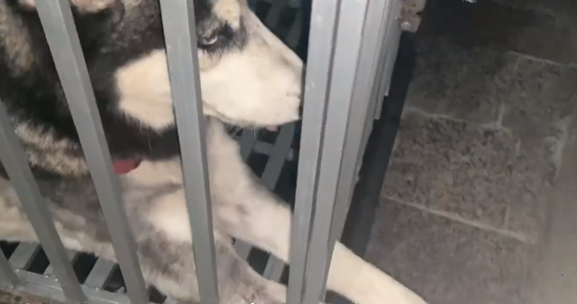 肇事的哈士奇待在籠子內，若無其事看著主人替牠收拾殘局。（翻攝微博）