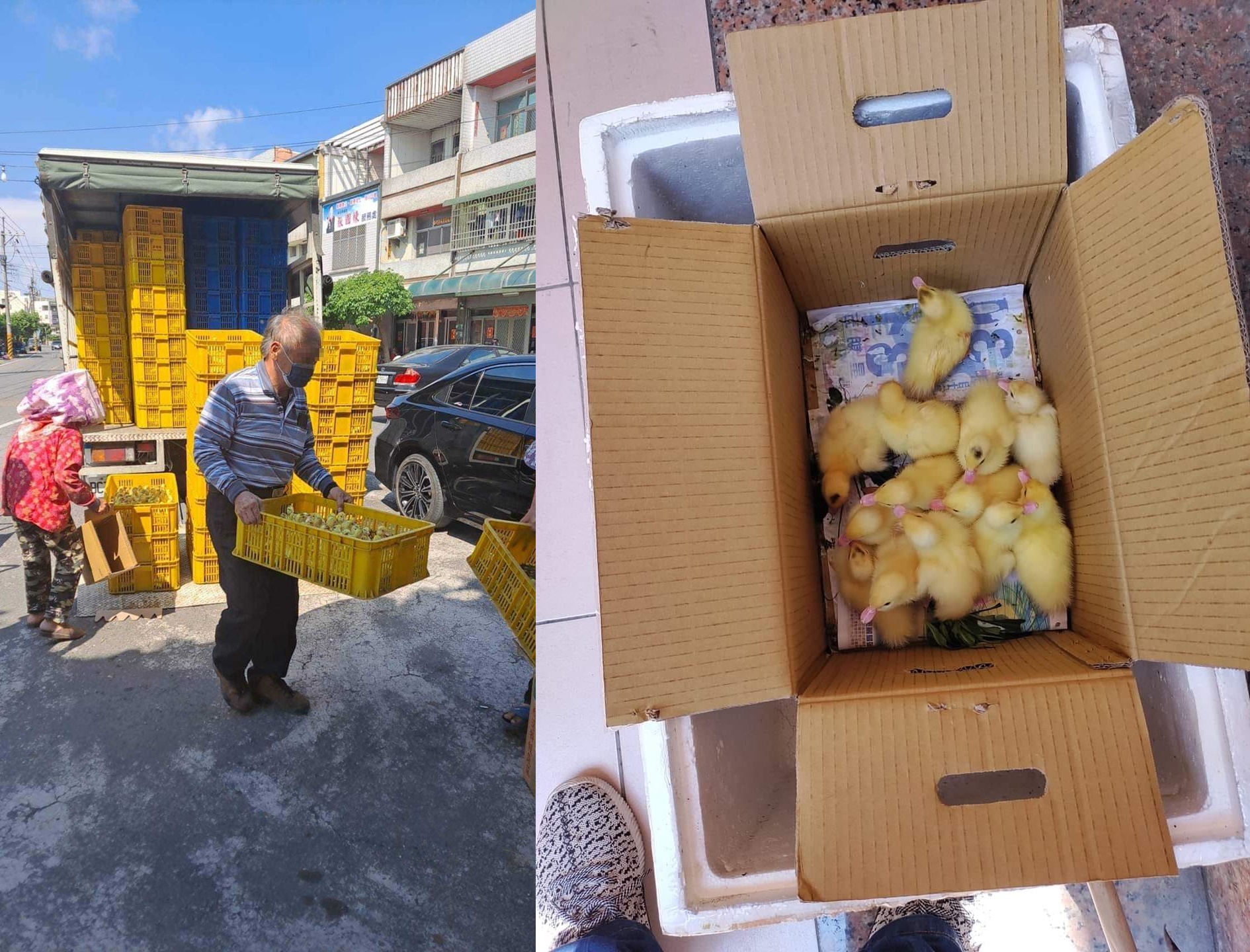 有彰化網友表示，當地鴨農因為飼料成本大漲，乾脆收手，將1萬多隻小鴨全數送養。（翻攝爆怨公社）