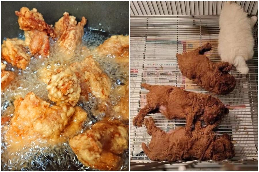 網友分享3塊「偽炸雞」(右圖)萌翻眾人,左圖為炸雞示意圖。(photoAC、翻攝自爆廢公社公開版)