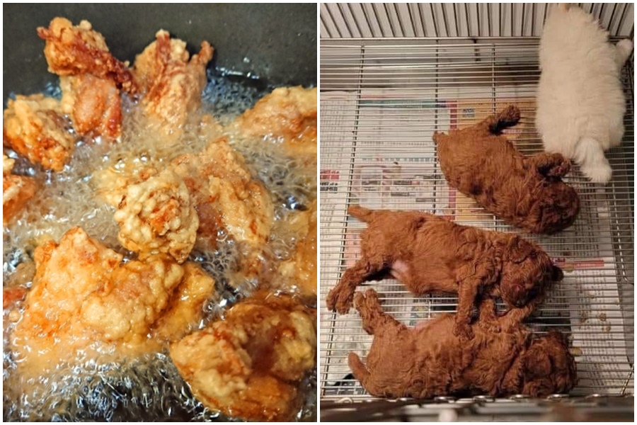 網友分享3塊「偽炸雞」（右圖）萌翻眾人，左圖為炸雞示意圖。（photoAC、翻攝自爆廢公社公開版）