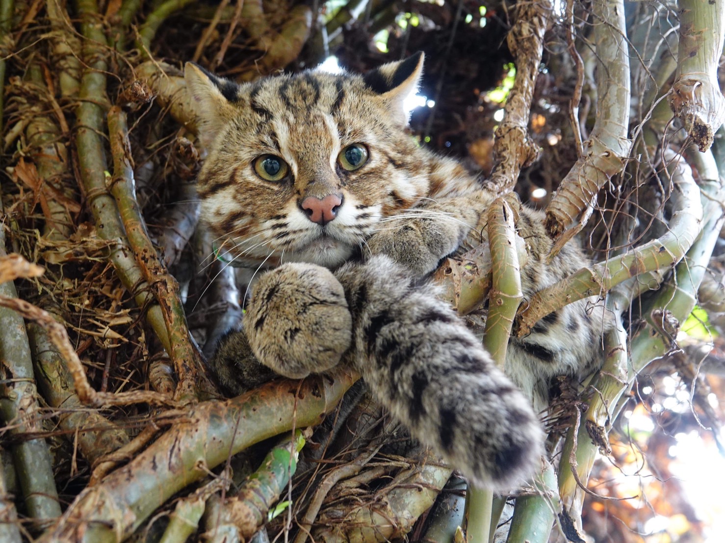 石虎永哥今年7月5日被放養的狗咬死，犬隻的飼主將其就地掩埋。（翻攝自石虎保育大使 阿虎加油臉書）