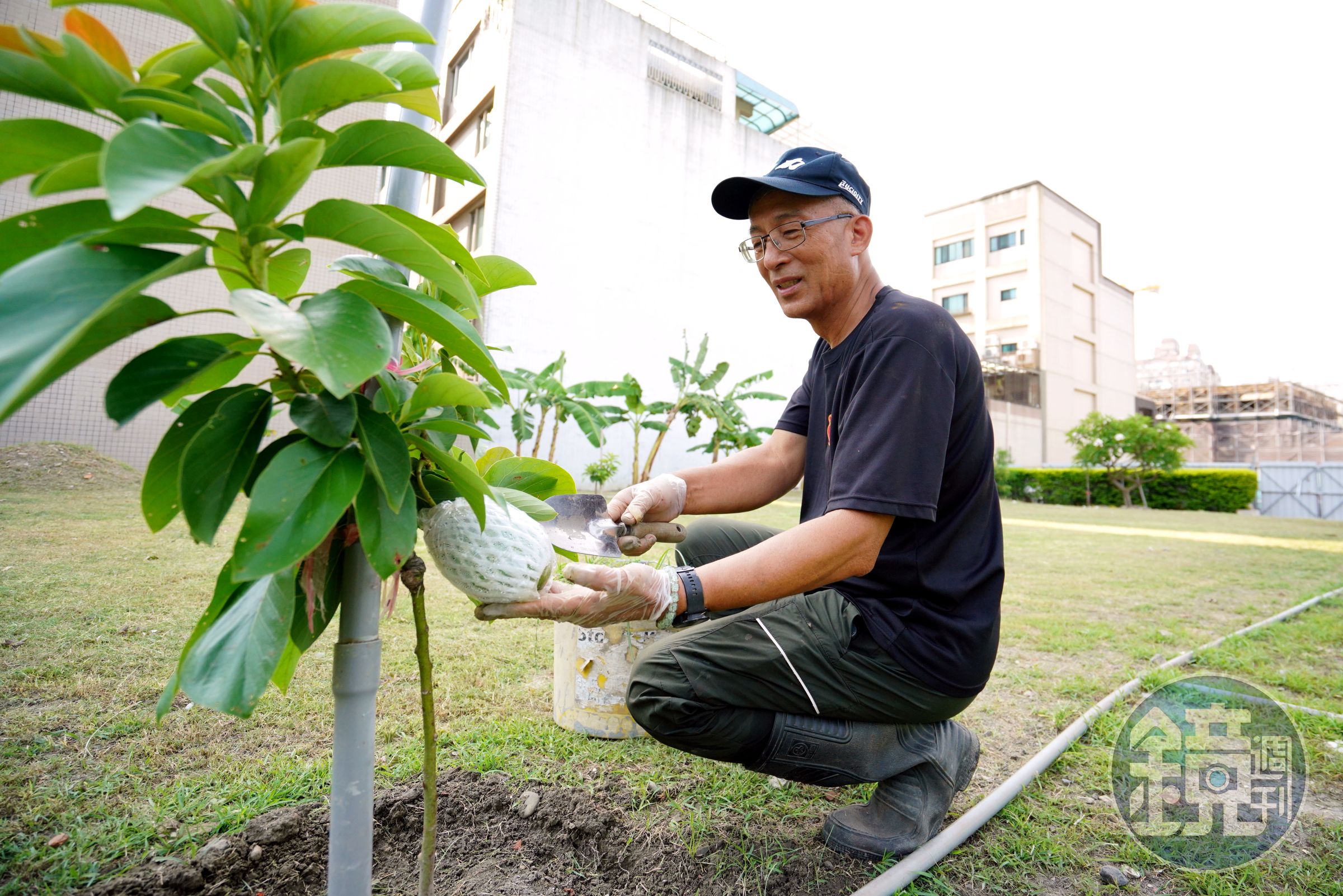 黃文献近期樂得當農夫，從絲瓜、香蕉種到芭樂、檸檬，無所不種。