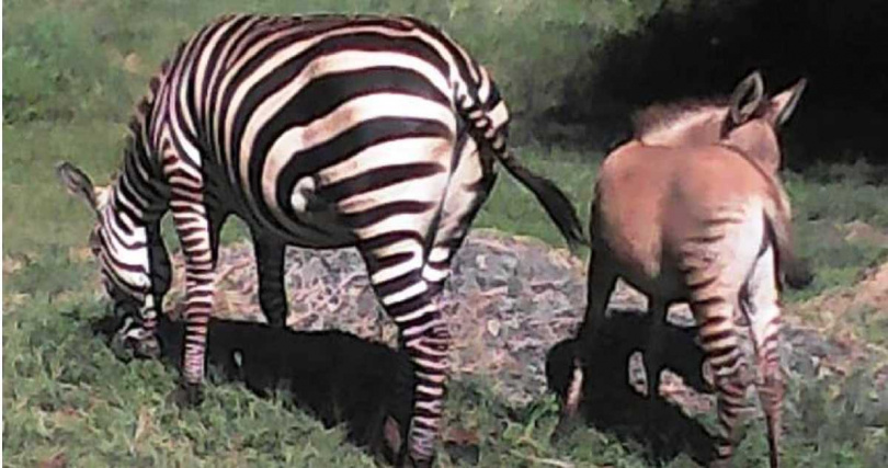 斑驢是斑馬與驢雜交所生的後代。  （翻攝自Sheldrick Wildlife Trust臉書粉專）