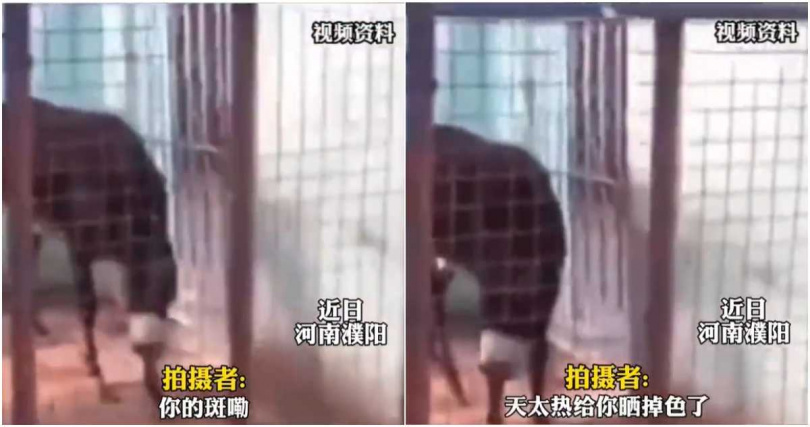 一名男子發現動物園以驢充當斑馬,拍下影片發布網上揶揄,掀起大票網友討論。(翻攝自微博)