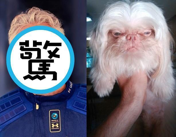 有網友將一隻狗狗(右)的照片上傳至論壇,沒想到卻意外撞臉英國億萬富豪(左)。(右翻攝Reddit、左翻攝Richard Branson臉書)