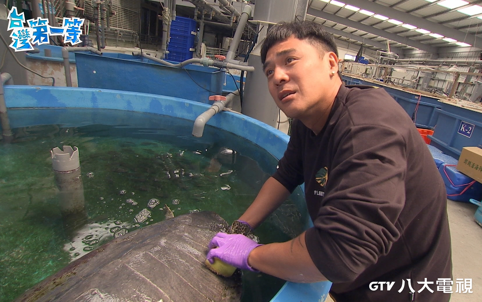 竇智孔到澎湖出外景體驗幫海龜洗澡。（八大提供）