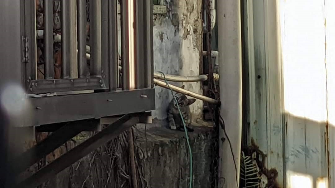 新北三重一處民宅外有一隻小貓受困防火巷。（新北動保處提供）