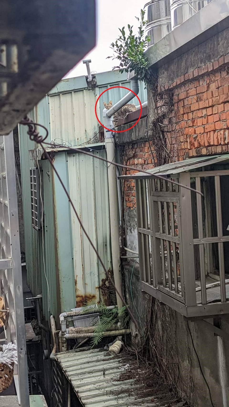 母貓在一旁守候。（新北動保處提供）