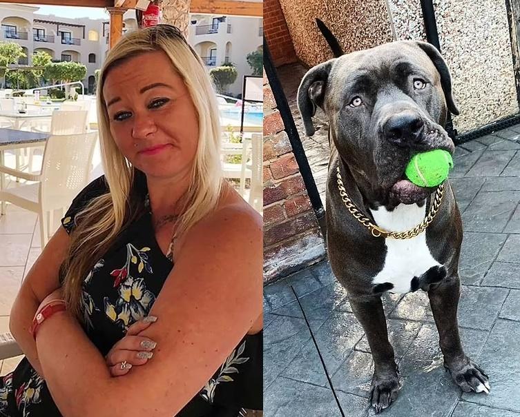 英國一名女飼主（左）飼養的美國惡霸犬（右），日前突然瘋狂似的咬住她的喉嚨，最後導致她死亡。（翻攝每日郵報）