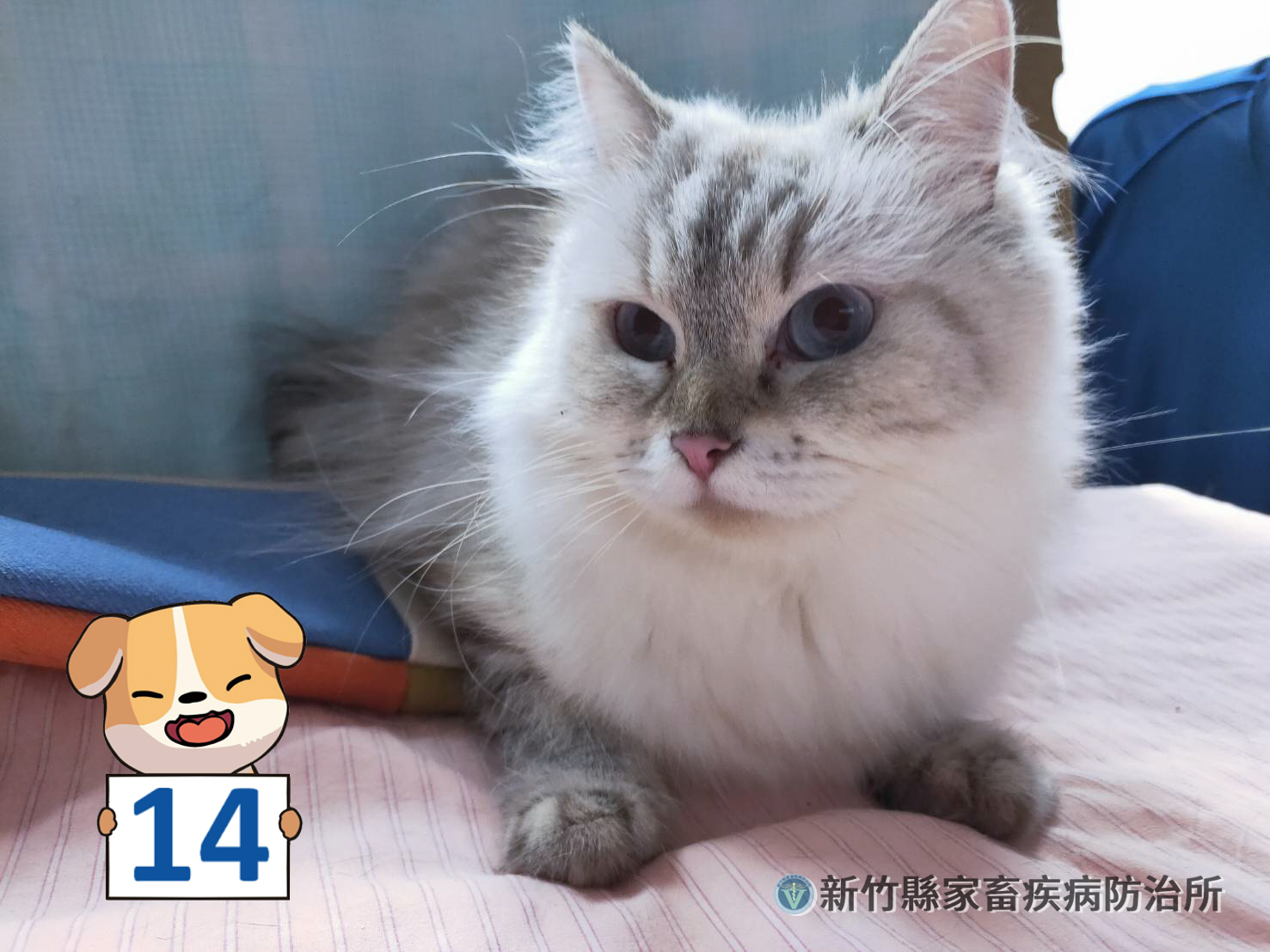 有領養意願的民眾21日、22日可至所內看貓。（翻攝自新竹縣動物保護教育園區臉書）